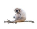 White-handed gibbon isolated in white Royalty Free Stock Photo