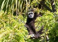 White handed gibbon peaking out of a tree looking at viewer Royalty Free Stock Photo