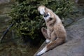 White Handed Gibbon Royalty Free Stock Photo