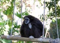 White handed gibbon sitting on a swing looking into distance Royalty Free Stock Photo
