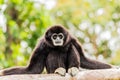 White handed Gibbon sitting in a tree Royalty Free Stock Photo