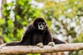 White handed Gibbon sitting in a tree. Royalty Free Stock Photo