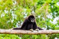 White handed Gibbon sitting in a tree. Royalty Free Stock Photo