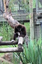 White Handed Gibbon Sitting on a Tree Branch Royalty Free Stock Photo