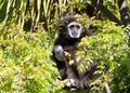 White handed gibbon peaking out of a tree looking at viewer Royalty Free Stock Photo