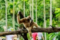 White handed gibbon sitting in a tree in nature. Royalty Free Stock Photo