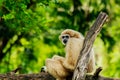 White handed gibbon sitting in a tree in nature. Royalty Free Stock Photo