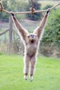 White Handed Gibbon Swinging Royalty Free Stock Photo