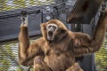 A White-Handed Gibbon & x28;Hylobates Lar& x29; in a Zoo Cage at Utica, New York Royalty Free Stock Photo