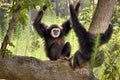 White Handed Gibbons Royalty Free Stock Photo