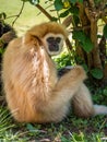 White-handed or lar gibbon resting under the tree Royalty Free Stock Photo