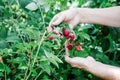 White hands hold fruit in the garden summer close up gardening relaxing vegetarian outside farming healthy organic produce woman