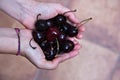 White hands hold ripe cherries Royalty Free Stock Photo