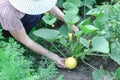 White hands hold vegetables in the garden summer close up gardening relaxing vegetarian outside farming healthy organic produce