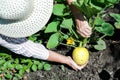 White hands hold vegetables in the garden summer close up gardening relaxing vegetarian outside farming healthy organic produce