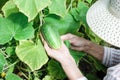 White hands hold vegetables in the garden summer close up gardening relaxing vegetarian outside farming healthy organic produce