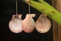 White hanging shell, black background.