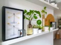 White hanging shelves with multiple plants and framed taxidermy insect art such as butterflies in a black and white interior Royalty Free Stock Photo