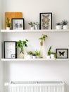 White hanging shelves with numerous plants and framed taxidermy insect art such as butterflies, beetles and dragonflies Royalty Free Stock Photo