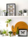 White hanging shelves with numerous plants and framed taxidermy insect art such as butterflies and a colorful beetle