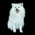 white happy fluffy japanese spitz on isoalted over black background