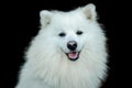 white happy fluffy japanese spitz on isoalted over black background