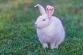 White hare grazes on a meadow with green grass