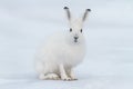 White hare (Lepus timidus). Hare sits on the snow in the tundra.