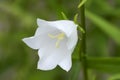 White harebell in the summer macro