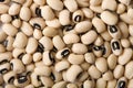 White haricot beans background Royalty Free Stock Photo