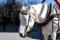 White harnessed horse for walking stands and dozes Royalty Free Stock Photo