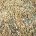 White haron hiding among the reeds