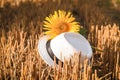 A white hat and a sunflower flower lie on a mown field in close-up Royalty Free Stock Photo