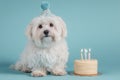 White Havanese dog with birthday hat and cake Ai photo Royalty Free Stock Photo