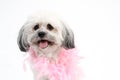 White Havanese dog with pink boa Royalty Free Stock Photo