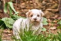 White havanese puppy looking shy into the camera Royalty Free Stock Photo