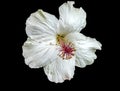 White Hawaii Tropical Hibiscus Flowers Waikiki Oahu Hawaii Royalty Free Stock Photo