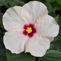 White Hawaiian Hibiscus