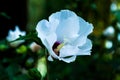 White hawaiian hibiscus