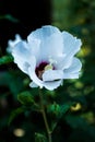 White hawaiian hibiscus