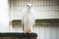 White hawk bird of prey Royalty Free Stock Photo