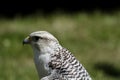 white hawk closeup portrait with green forest on background