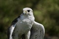 white hawk closeup portrait with green forest on background