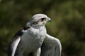 white hawk closeup portrait with green forest on background