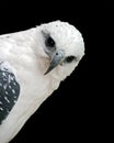 White hawk peeking Royalty Free Stock Photo