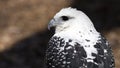 White hawk in profile Royalty Free Stock Photo