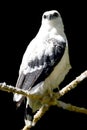 White Hawk Pseudastur albicollis Royalty Free Stock Photo