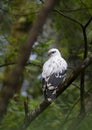 A White hawk Pseudastur albicollis perched on a branch in Costa Rica Royalty Free Stock Photo