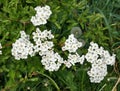 White hawthorn bush in blossom