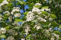 White hawthorn - Crataegus bush, quickthorn, thornapple, May-tree, whitethorn or hawberry in bloom Royalty Free Stock Photo